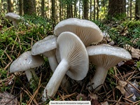 Wohlriechender Schneckling1